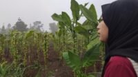 mengunjungi ladang tembakau petani