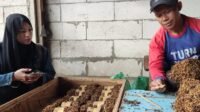 melihat petani tembakau bekerja