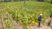 petani tembakau sedang panen