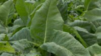 daun tembakau sehat