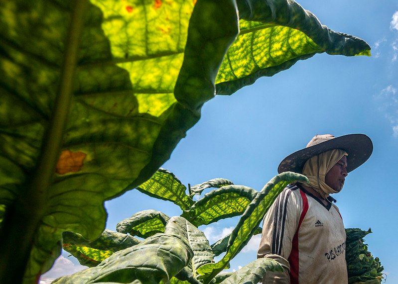 hama tumbuhan tembakau
