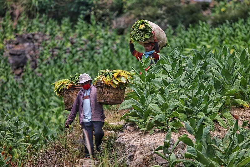 panen tembakau di ladang