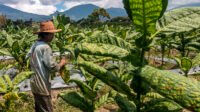pupuk untuk petani tembakau