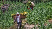 Petani memanen tembakau di temanggung