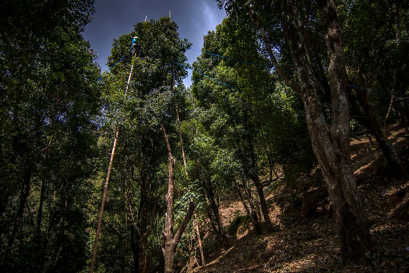 Pohon Cengkeh Warisan di Bukubualawa