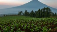 lahan tembakau temanggung