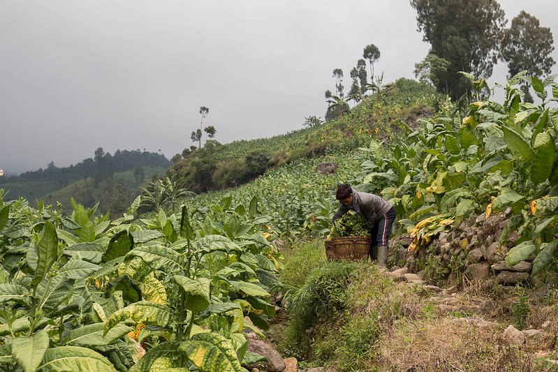 petani tembakau Indonesia