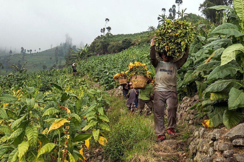 istilah-istilah pertanian tembakau