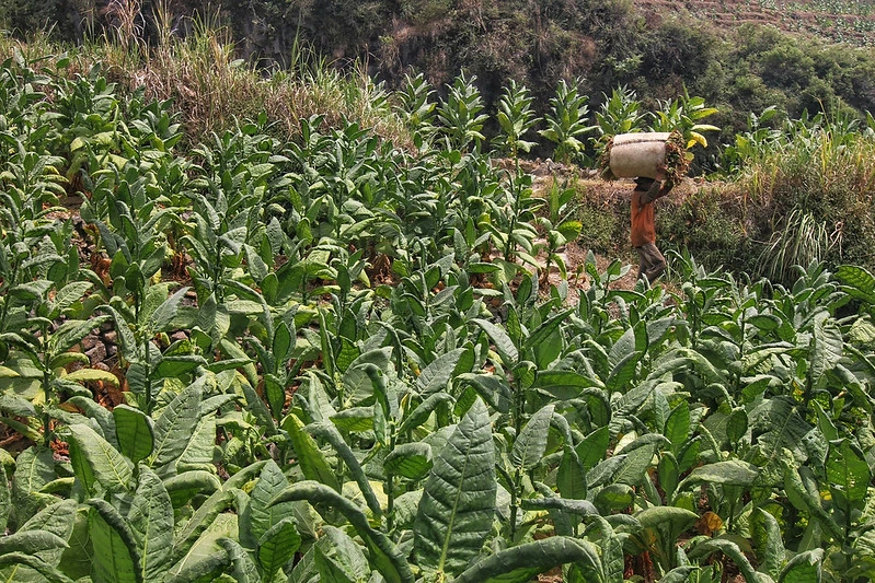 cukai hasil tembakau