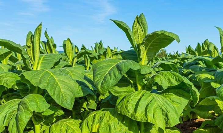 tembakau di sumatera barat