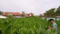 petani tembakau di sampang