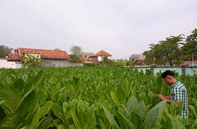 petani tembakau di sampang