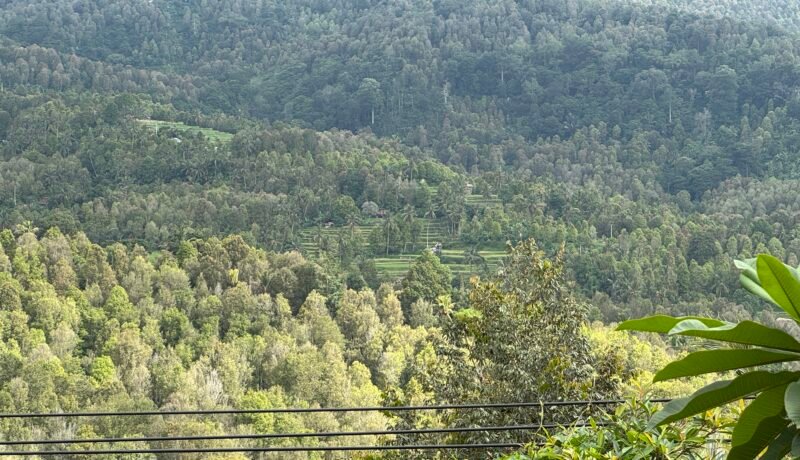 Hamparan pohon cengkeh di Munduk, Bali BOLEH MEROKOK