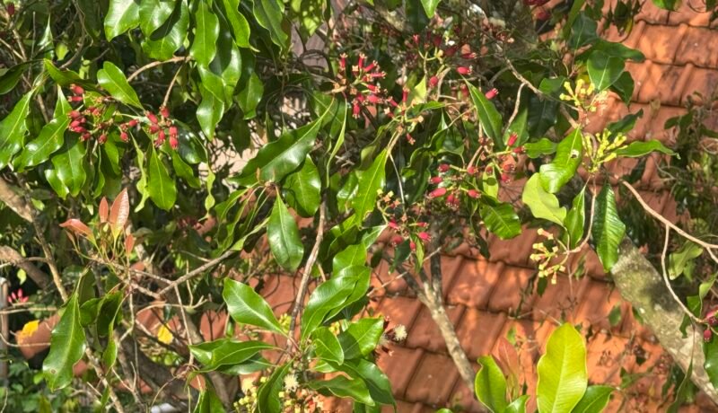 Hamparan pohon cengkeh di Munduk, Bali BOLEH MEROKOK