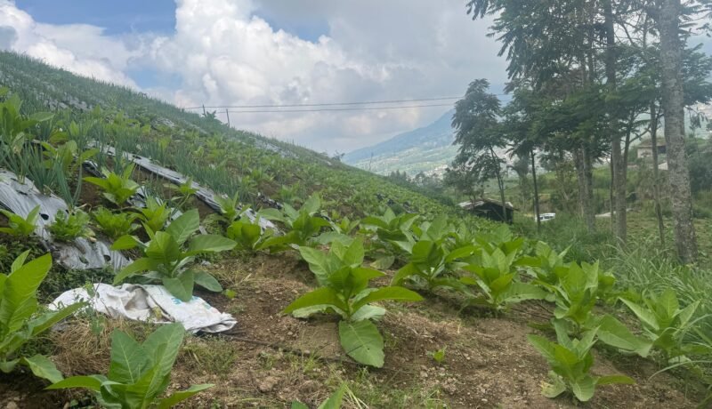 Lahan tembakau di Kecamatan Selo, Boyolali Boleh Merokok