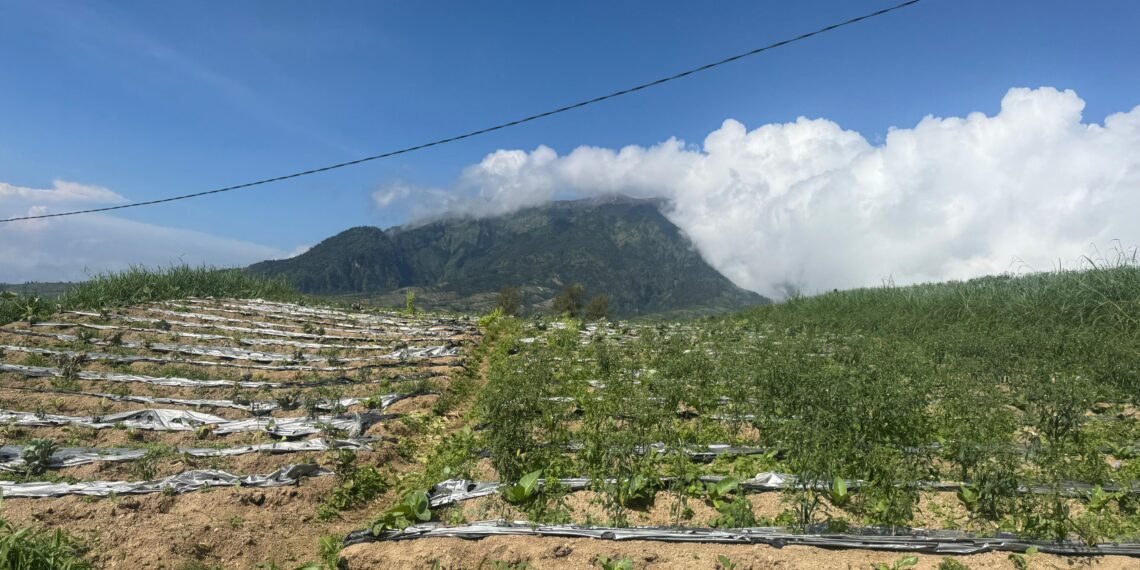 Lahan tembakau di Kecamatan Selo, Boyolali Boleh Merokok