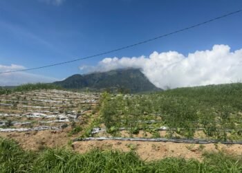 Lahan tembakau di Kecamatan Selo, Boyolali Boleh Merokok