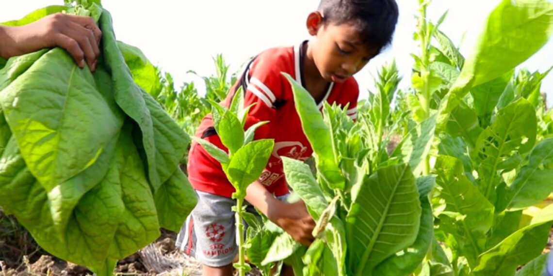 Mempersoalkan anak-anak Temanggung yang ikut bertani tembakau Boleh Merokok