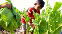 Mempersoalkan anak-anak Temanggung yang ikut bertani tembakau Boleh Merokok