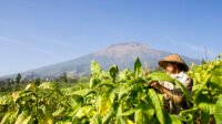 Setidaknya ada tiga daerah di Indonesia yang memilih tanahnya menjadi ladang tembakau dan cengkeh, alih-alih menjadi tambang dan sentra pariwisata Boleh Merokok