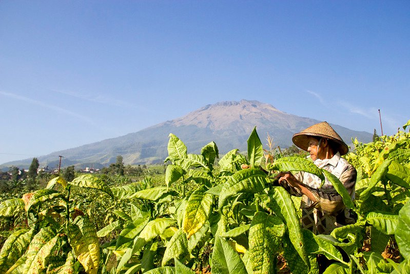 Setidaknya ada tiga daerah di Indonesia yang memilih tanahnya menjadi ladang tembakau dan cengkeh, alih-alih menjadi tambang dan sentra pariwisata Boleh Merokok