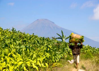 merokok atau tidak adalah pertanyaan bodoh
