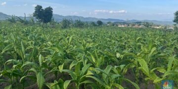 tumpang sari temanggung