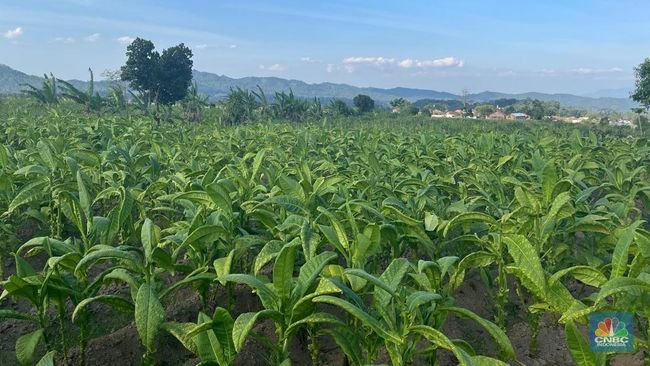 tumpang sari temanggung