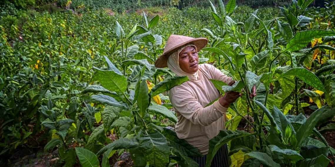 petani tembakau temanggung memanen tembakau