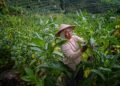 petani tembakau temanggung memanen tembakau