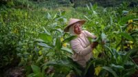petani tembakau temanggung memanen tembakau