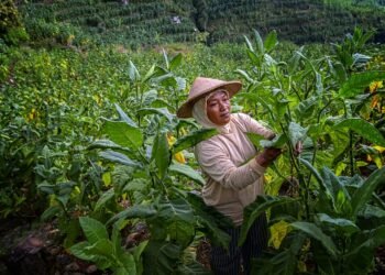 petani tembakau temanggung memanen tembakau
