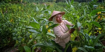petani tembakau temanggung memanen tembakau