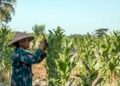 panen tembakau dan kontribusi industri hasil tembakau