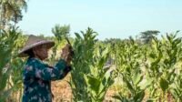 panen tembakau dan kontribusi industri hasil tembakau