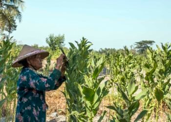 panen tembakau dan kontribusi industri hasil tembakau
