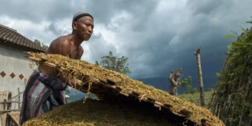 petani tembakau